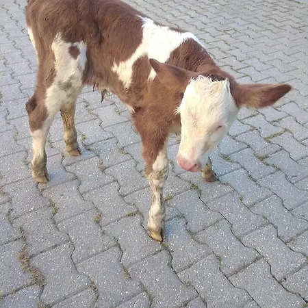 De Luca Сasa de vacaciones *