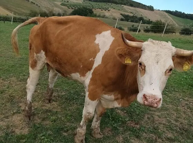 De Luca Casa vacanze *