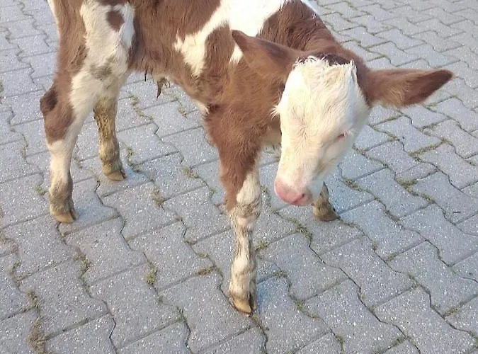 De Luca Casa vacanze *